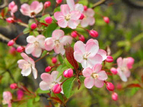 桃花很旺|八字桃花旺的特点